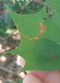 Ectoedemia clemensella