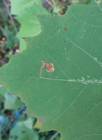 Ectoedemia clemensella