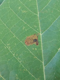 Ectoedemia clemensella