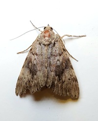 Catocala amica