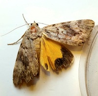 Catocala amica