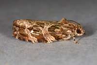 Phaecasiophora confixana