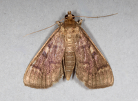 Herpetogramma aeglealis