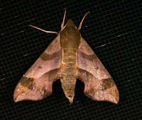 Darapsa myron