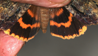 Catocala nebulosa