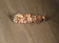 Eucopina tocullionana
