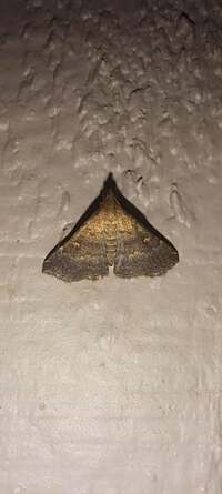 Renia sobrialis