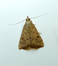Achyra rantalis