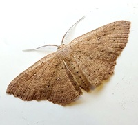 Cyclophora myrtaria