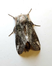 Heterocampa obliqua