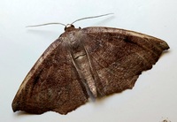 Eutrapela clemataria