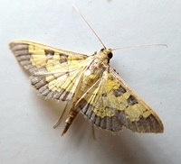 Diacme adipaloides