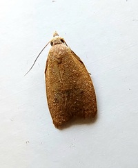 Sparganothoides lentiginosana