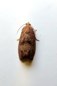 Cydia latiferreana