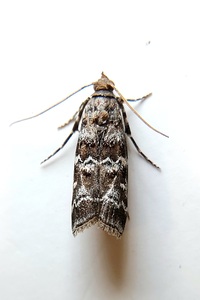 Dioryctria amatella