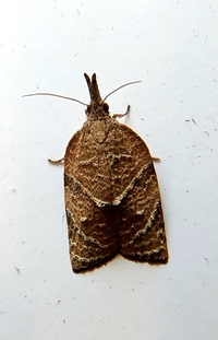 Platynota rostrana