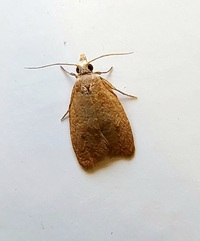 Sparganothoides lentiginosana