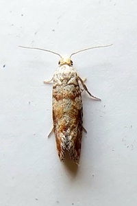 Rhyacionia frustrana