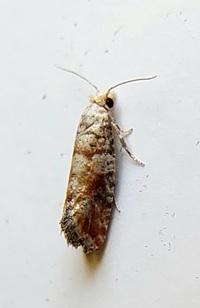 Rhyacionia frustrana