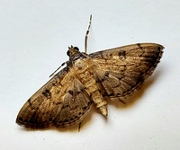 Nacoleia charesalis