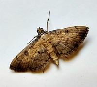 Nacoleia charesalis