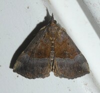 Hypena madefactalis