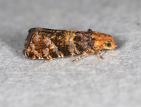 Paralobesia palliolana