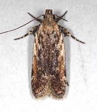 Filatima pseudacaciella