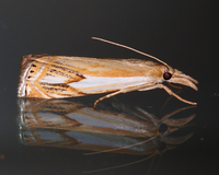 Crambus agitatellus