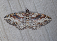 Costaconvexa centrostrigaria