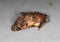 Phobetron pithecium