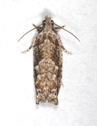 Gretchena bolliana