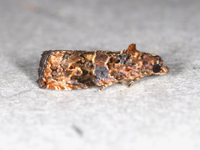 Endothenia hebesana