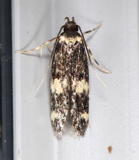 Oegoconia novimundi