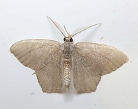 Chloropteryx tepperaria
