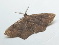 Hypagyrtis esther