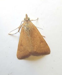 Achyra rantalis
