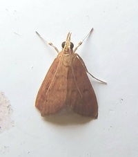 Oenobotys vinotinctalis