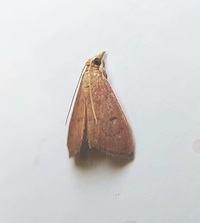 Oenobotys vinotinctalis