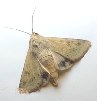 Helicoverpa zea