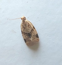 Clepsis peritana