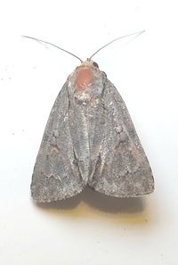 Acronicta tritona
