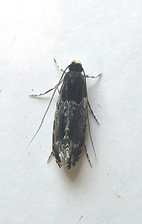 Homosetia argentinotella