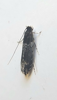 Homosetia argentinotella