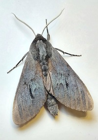 Lapara coniferarum