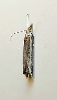 Raphiptera argillaceellus