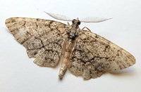Protoboarmia porcelaria