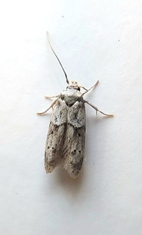 Blastobasis glandulella