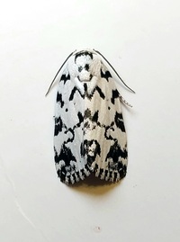 Polygrammate hebraeicum