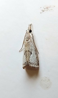 Microcrambus elegans